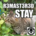 Cover of Stay