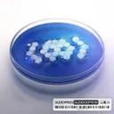 Screwdriver - Extended Version by TNT, Audiofreq - Hardstyle cover art