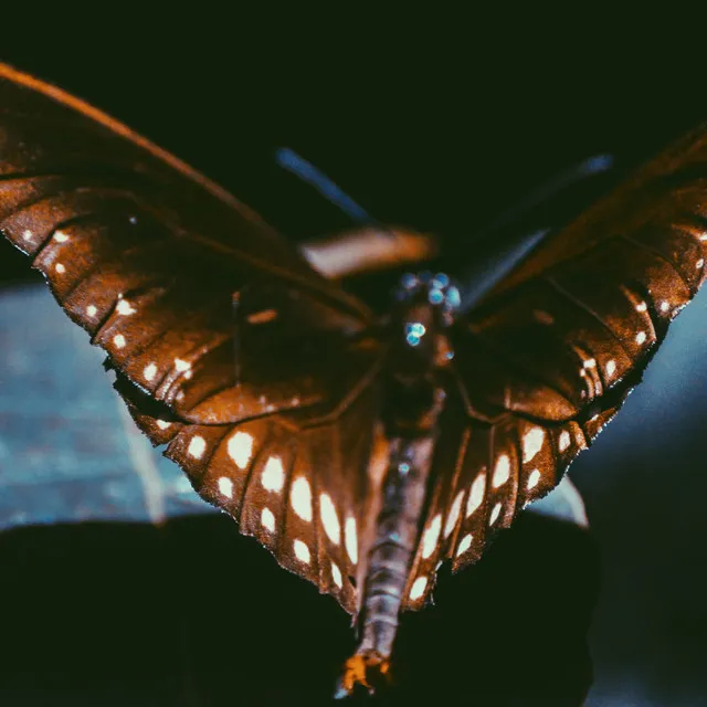 MOTH INTO FLAME by Jiggo2027 - Hard Techno cover art