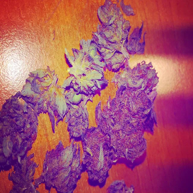Cover art of Purple Haze